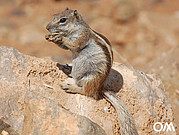Écureuil de l'Atlas à Fuerteventura